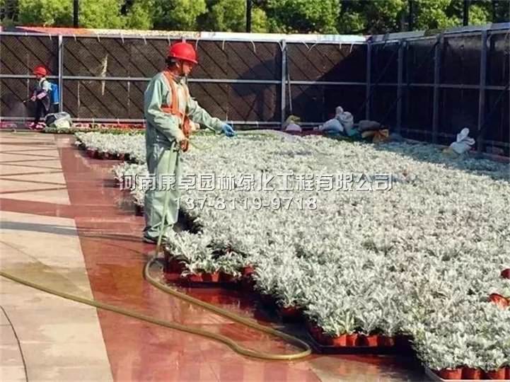 沪上*大立体花坛,繁花似锦