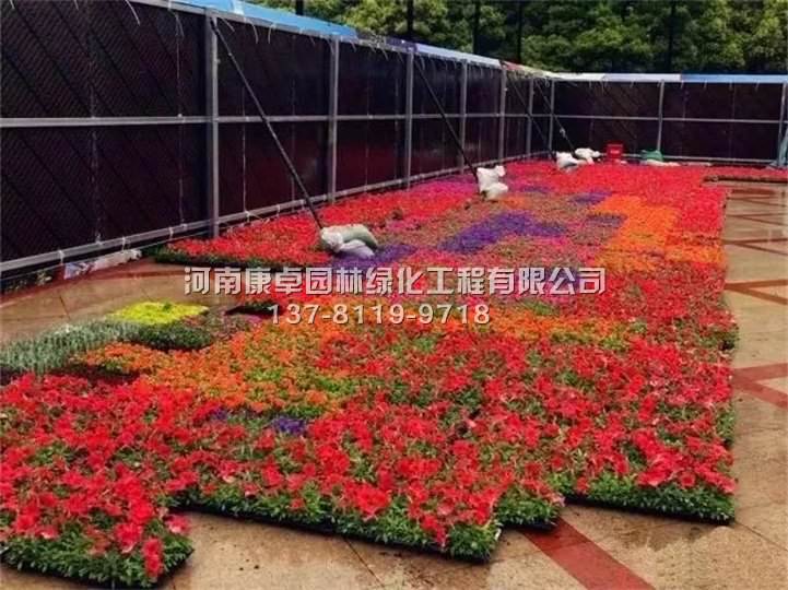 沪上*大立体花坛,繁花似锦