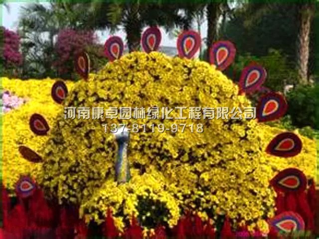 几种主要的菊花造型特点