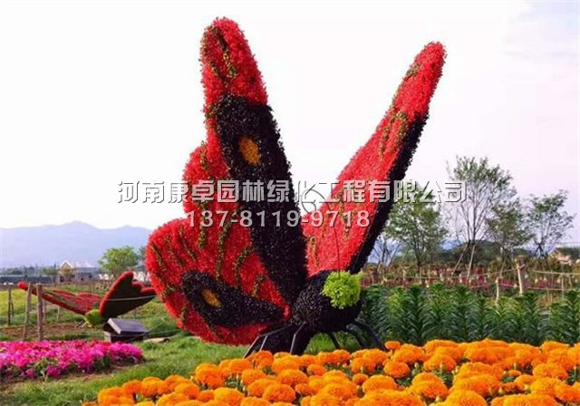 五色草造型之如何让五色草长的更好