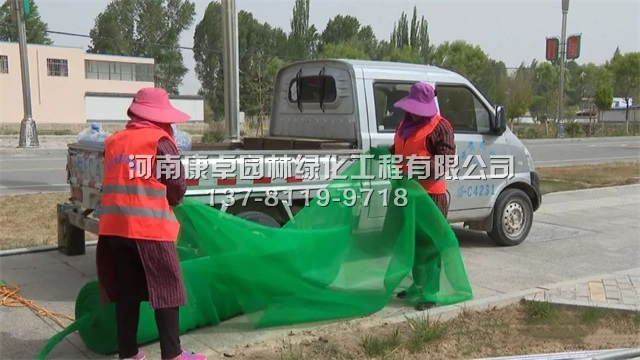 肃北立体花坛复种工程，植物绿雕满血复活中