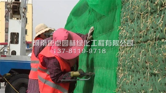 肃北立体花坛复种工程，植物绿雕满血复活中