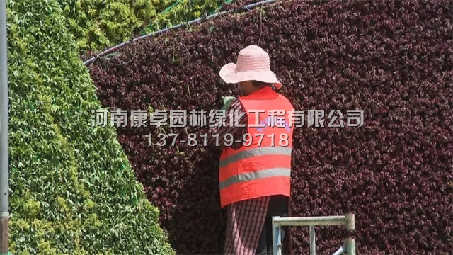 肃北立体花坛复种工程，植物绿雕满血复活中